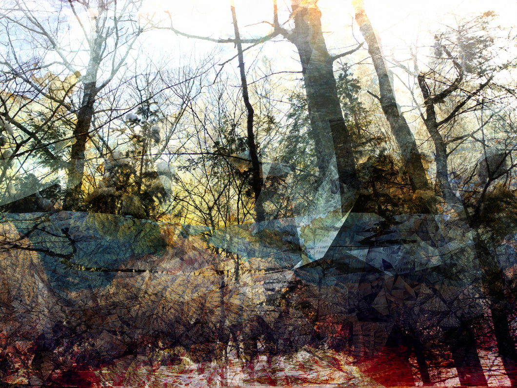 LA FORÊT PENSIVE