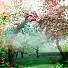 Charger l&#39;image dans la galerie, DUALE — MALUS
