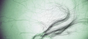 CONNECTIVITÉ V